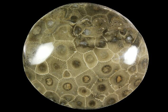 Polished Petoskey Stone (Fossil Coral) - Michigan #156103